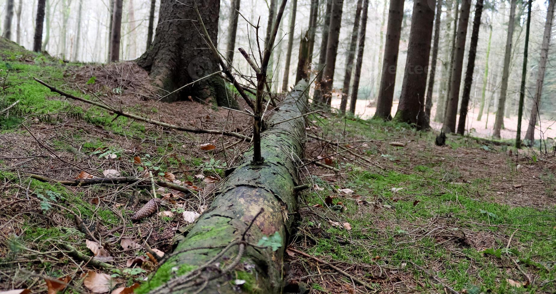 bella vista in una fitta foresta verde con luce solare intensa che proietta un'ombra profonda foto