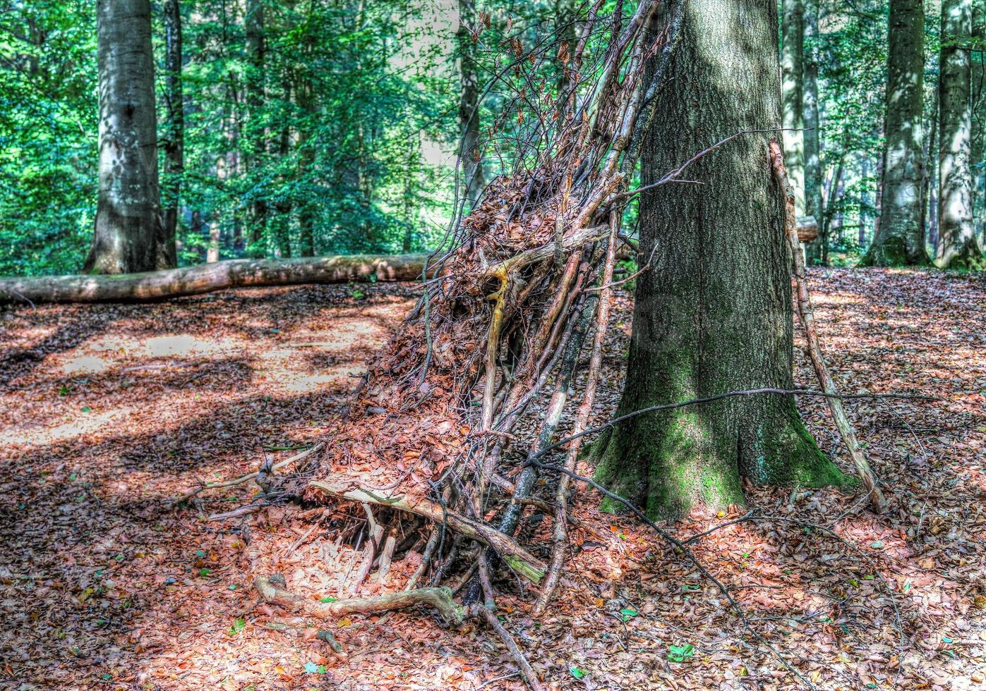 bella vista in una fitta foresta verde con luce solare intensa che proietta un'ombra profonda foto