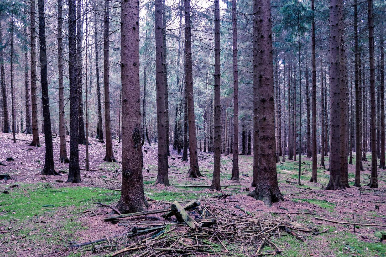 bella vista in una fitta foresta verde con luce solare intensa che proietta un'ombra profonda foto