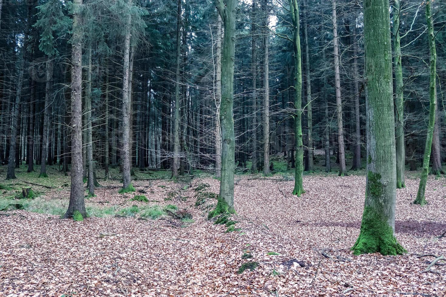 bella vista in una fitta foresta verde con luce solare intensa che proietta un'ombra profonda foto