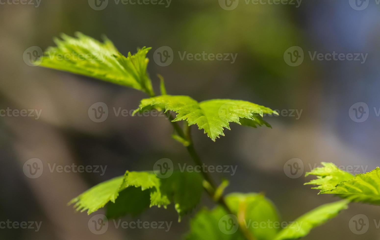 fresco le foglie a un' albero ramo nel primavera con un' morbido bokeh sfondo. foto