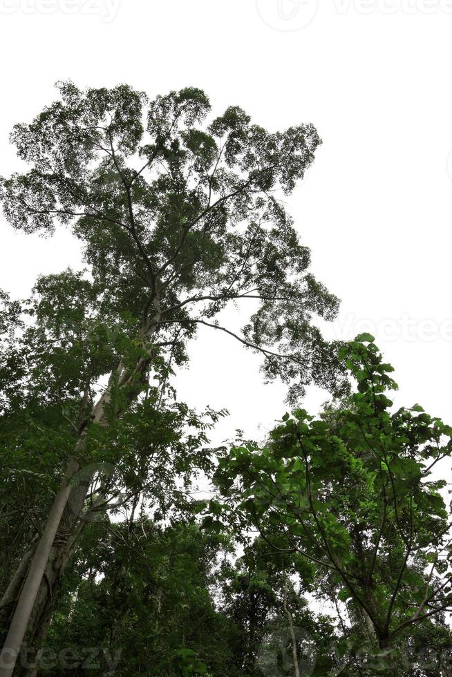albero rami natura con bianca cielo foto