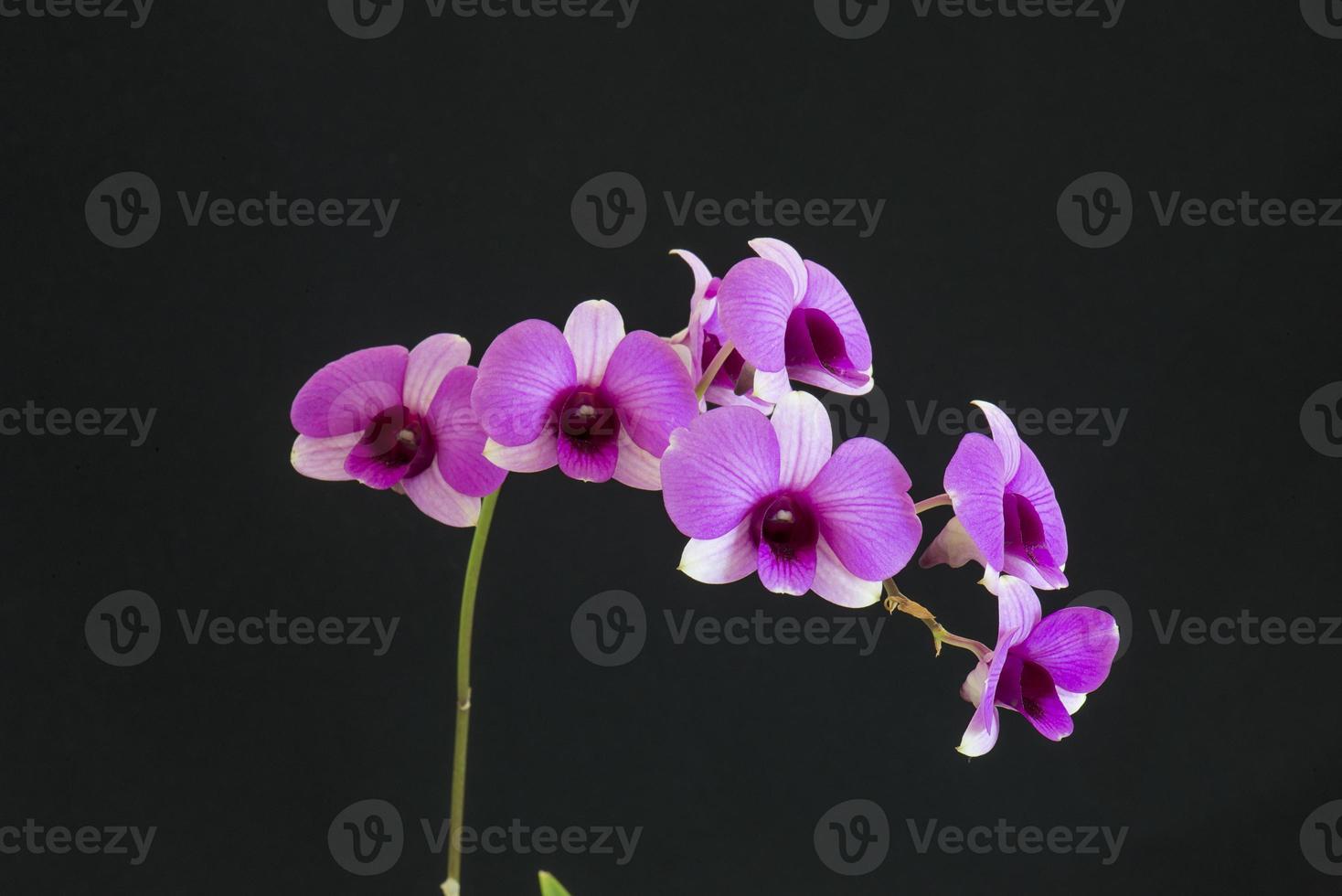 orchidee su sfondo nero foto