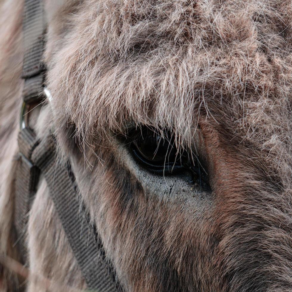 asino ritratto nel il prato, animale temi foto