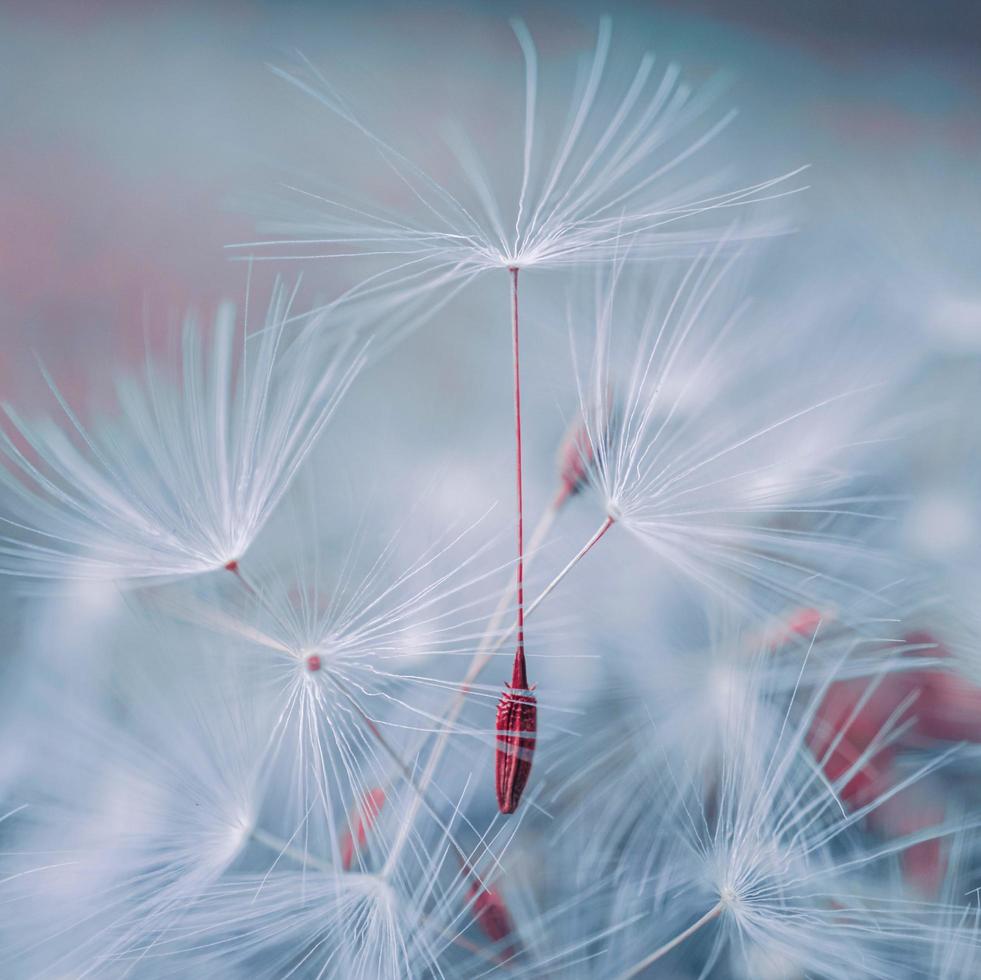 bellissimo seme di fiore di tarassaco nella stagione primaverile foto