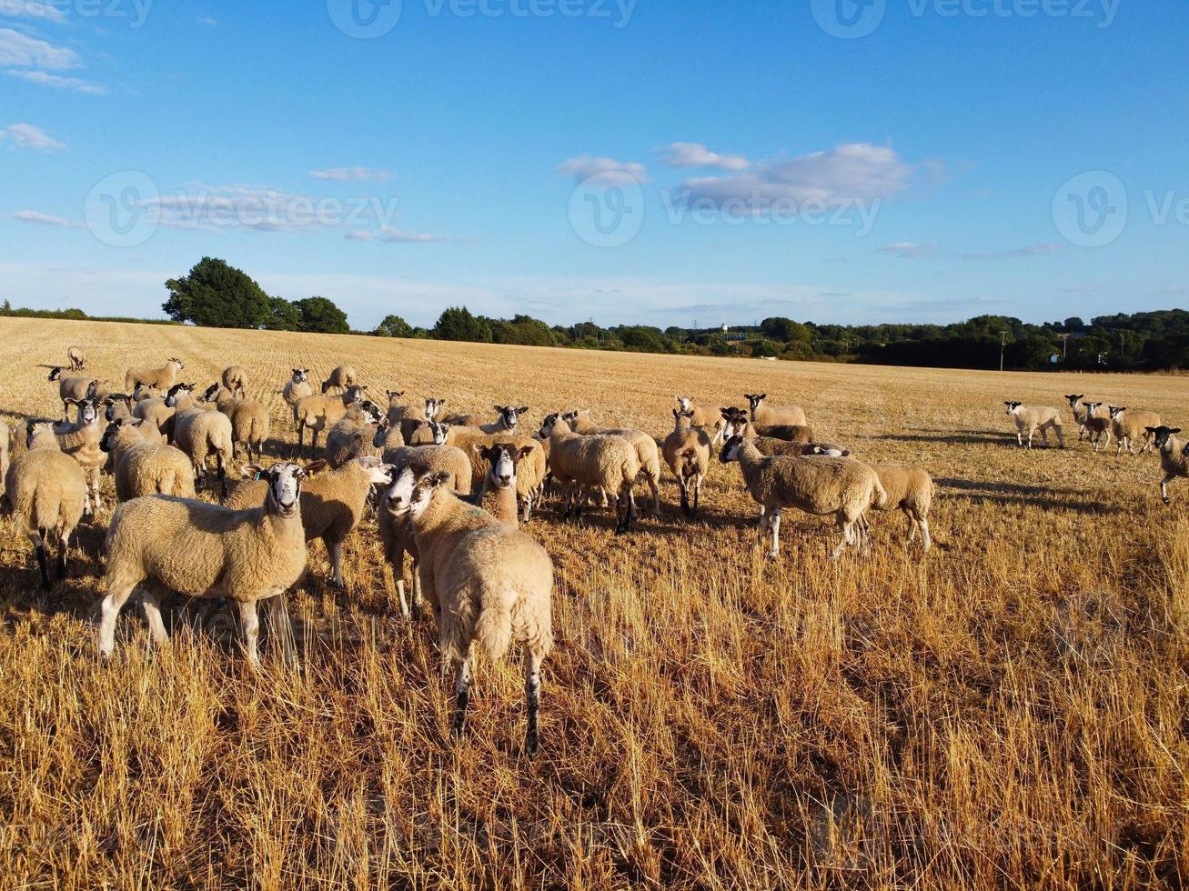 grande gruppo di Britannico agnello e pecora a fattorie, di droni alto angolo Visualizza a Bedfordshire Inghilterra foto
