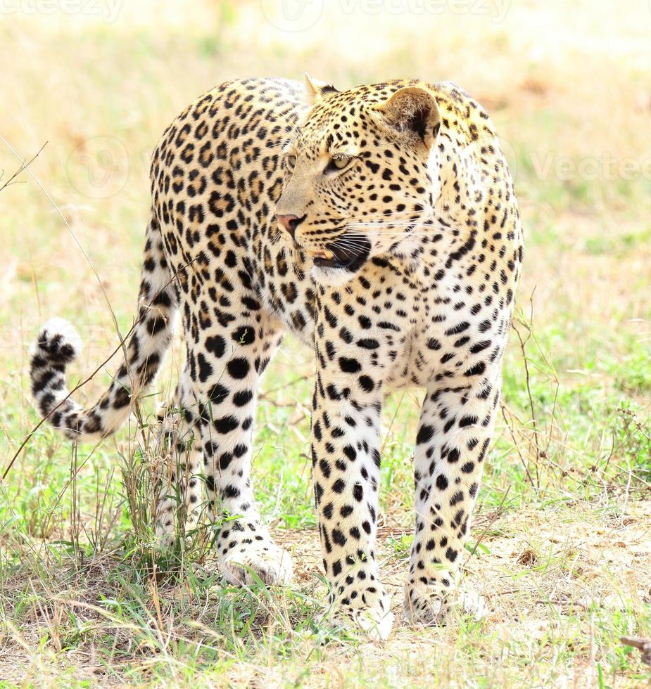 una foto ravvicinata di un giovane maschio di leopardo, che cammina tranquillamente attraverso la boscaglia nella riserva di caccia di sabi sands.