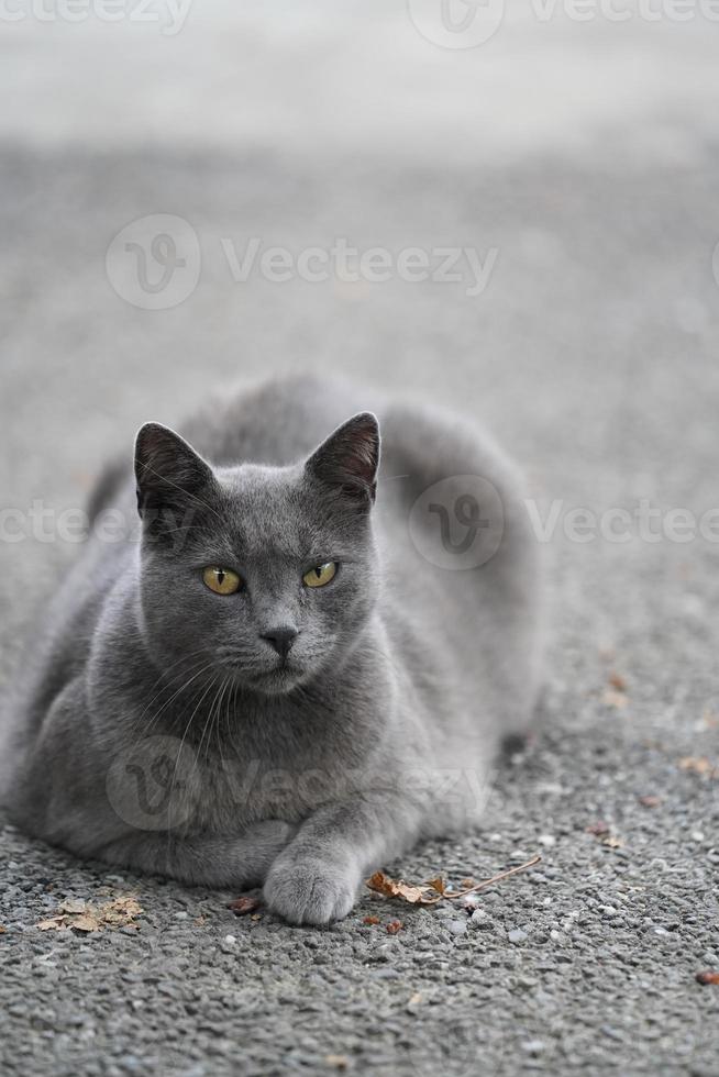 voi siamo no più a lungo solitario o perso quando voi abbraccio il tuo gatto foto