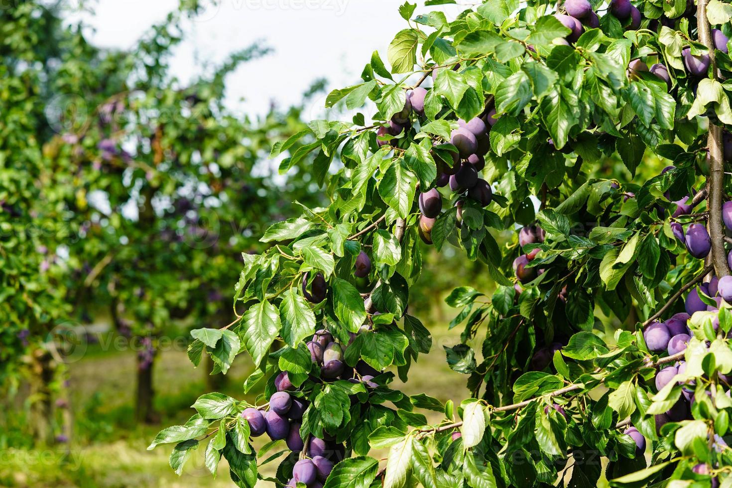 prugna - prunus domestica nel il vecchio terra Il prossimo per amburgo foto