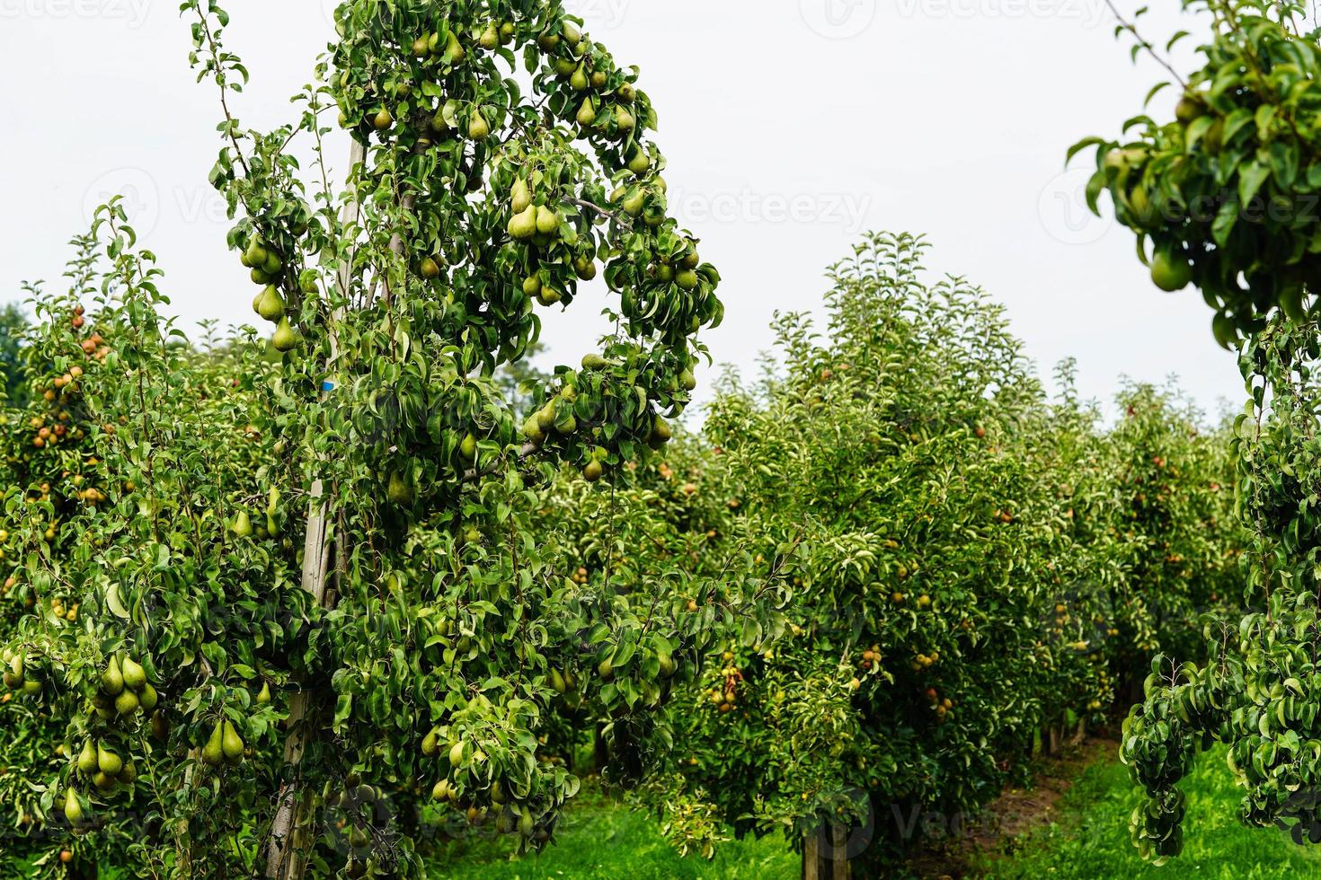 pere plantage nel il vecchio terra Il prossimo per amburgo foto