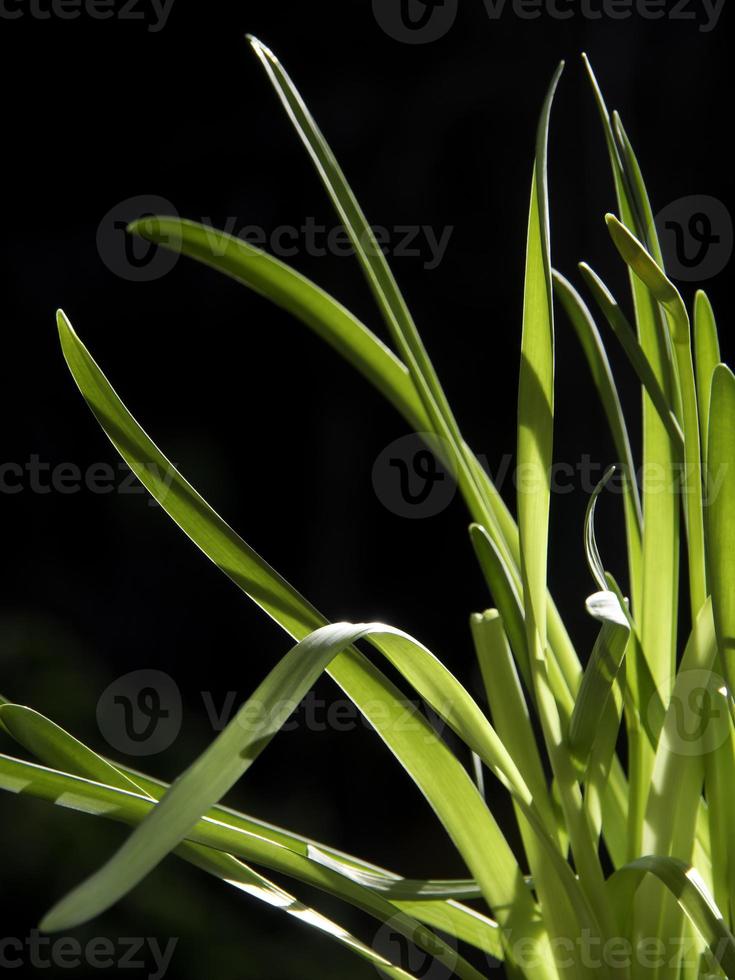 bellissimo flowrs nel il giardino foto