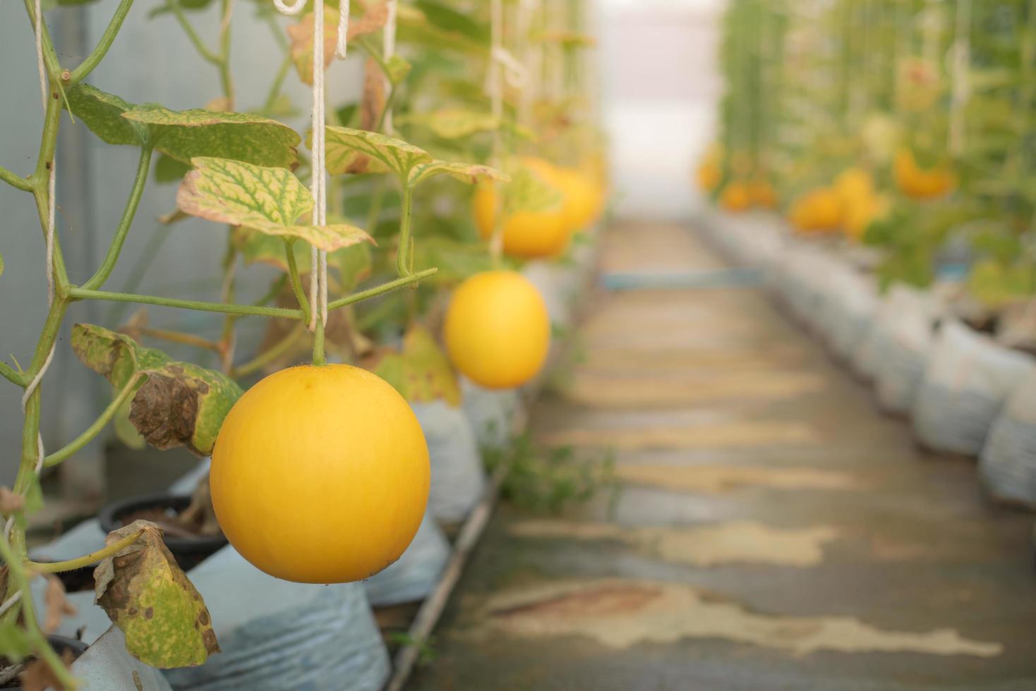 primo piano melone giallo coltivato in serra utilizzando la corda per appendere il frutto per una facile manutenzione. foto