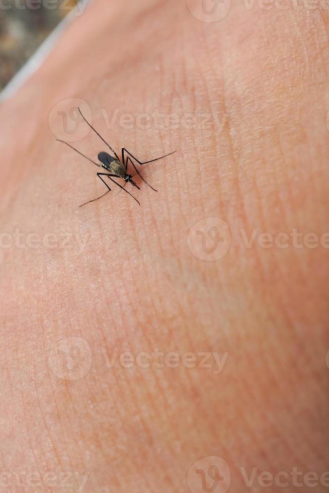 pericoloso malaria infetto con zanzara morsi leishmaniosi, encefalite, giallo febbre, dengue, malaria, mayaro o Zika virus infetto con culex zanzare, parassiti, insetti. foto