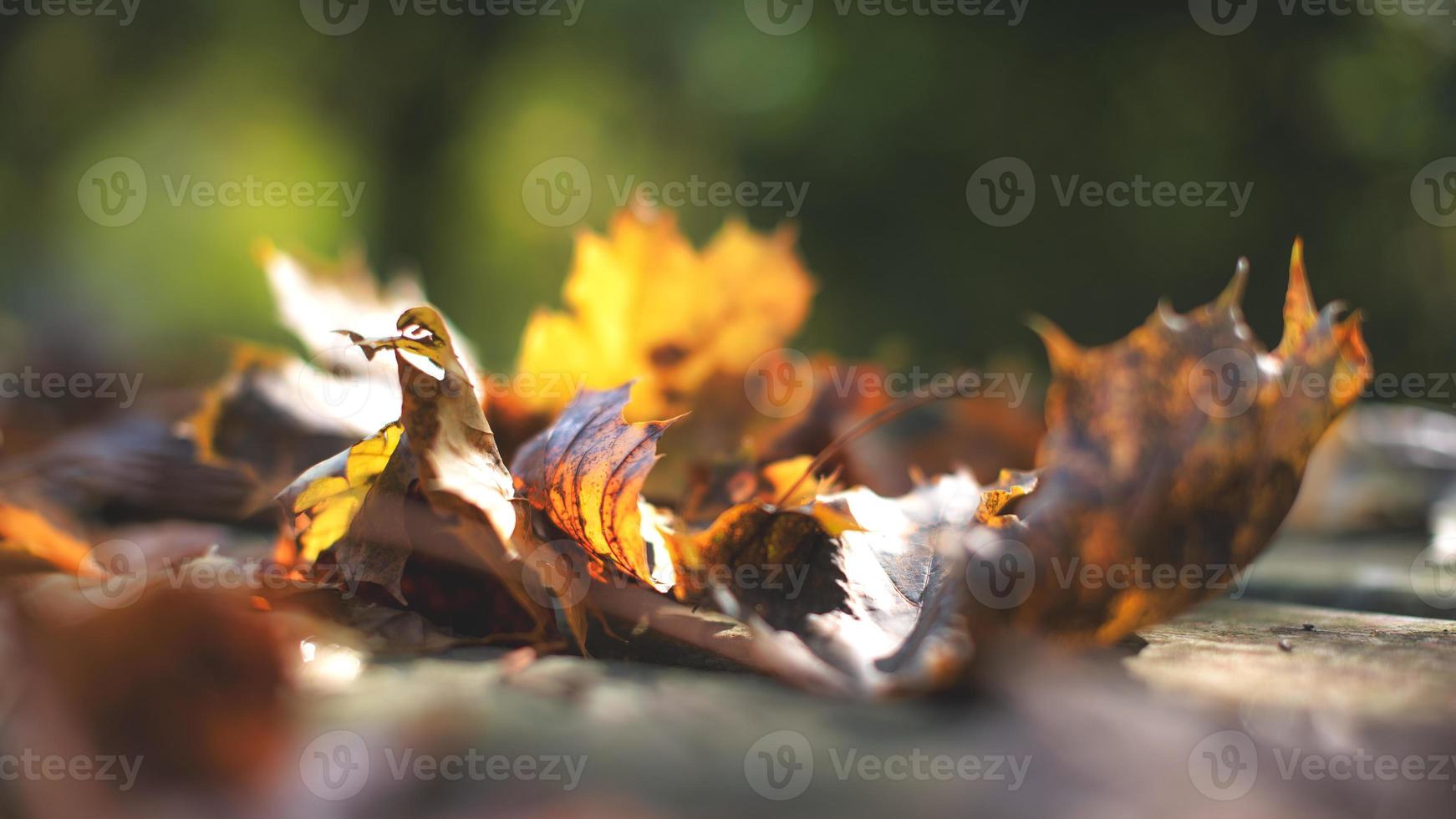 avvicinamento di autunno fogliame foto