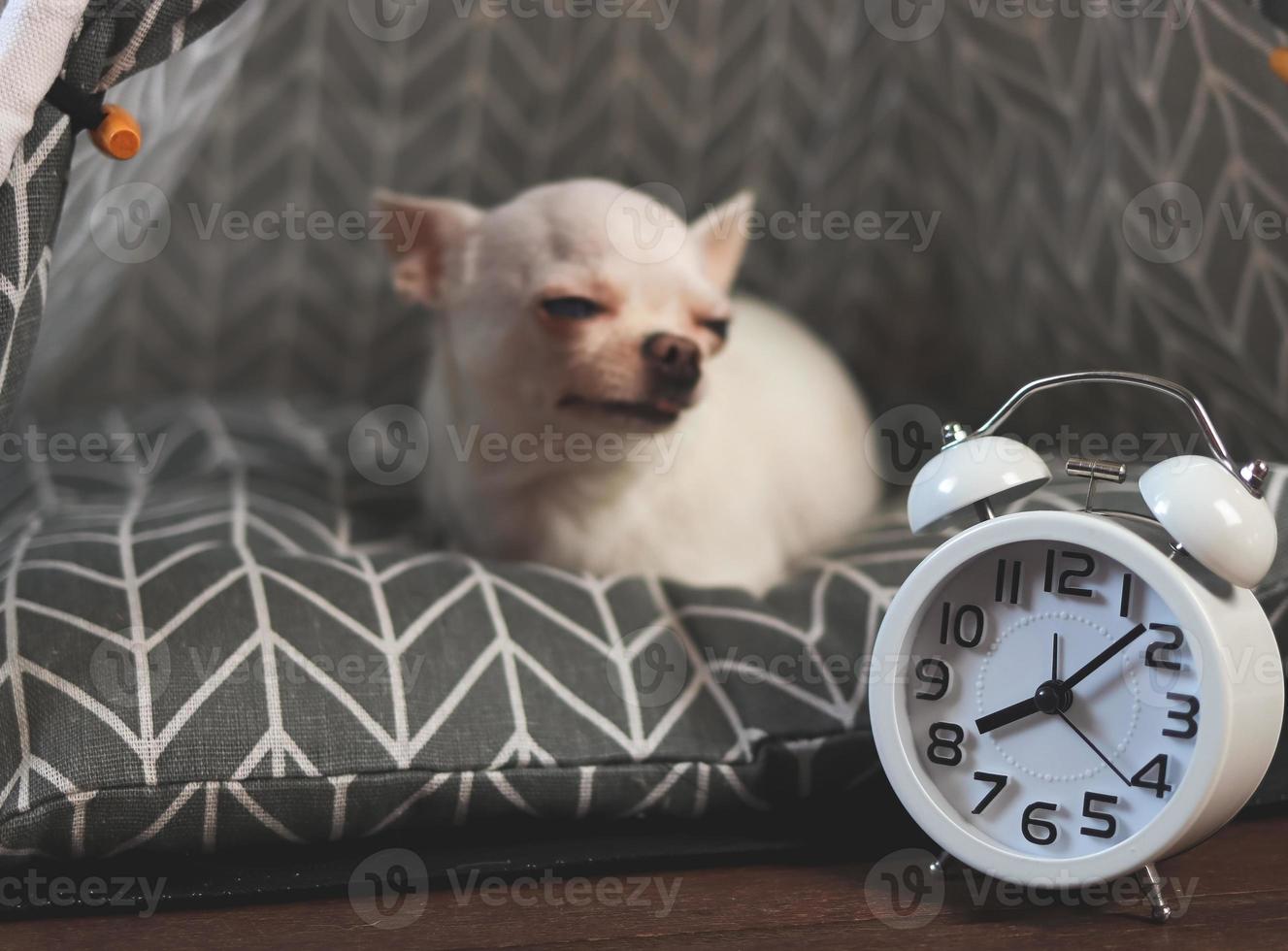 bianca Vintage ▾ allarme orologio nel davanti di assonnato bianca corto capelli chihuahua cane su grigio materasso. lunatico e assonnato cane non lo fa volere per scia su. selettivo messa a fuoco. foto