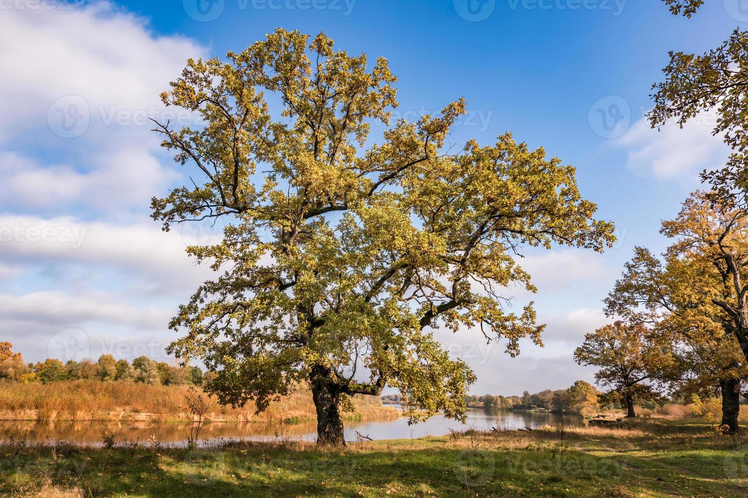 bellissimo paesaggio nel quercia boschetto con goffo rami vicino fiume nel oro autunno foto