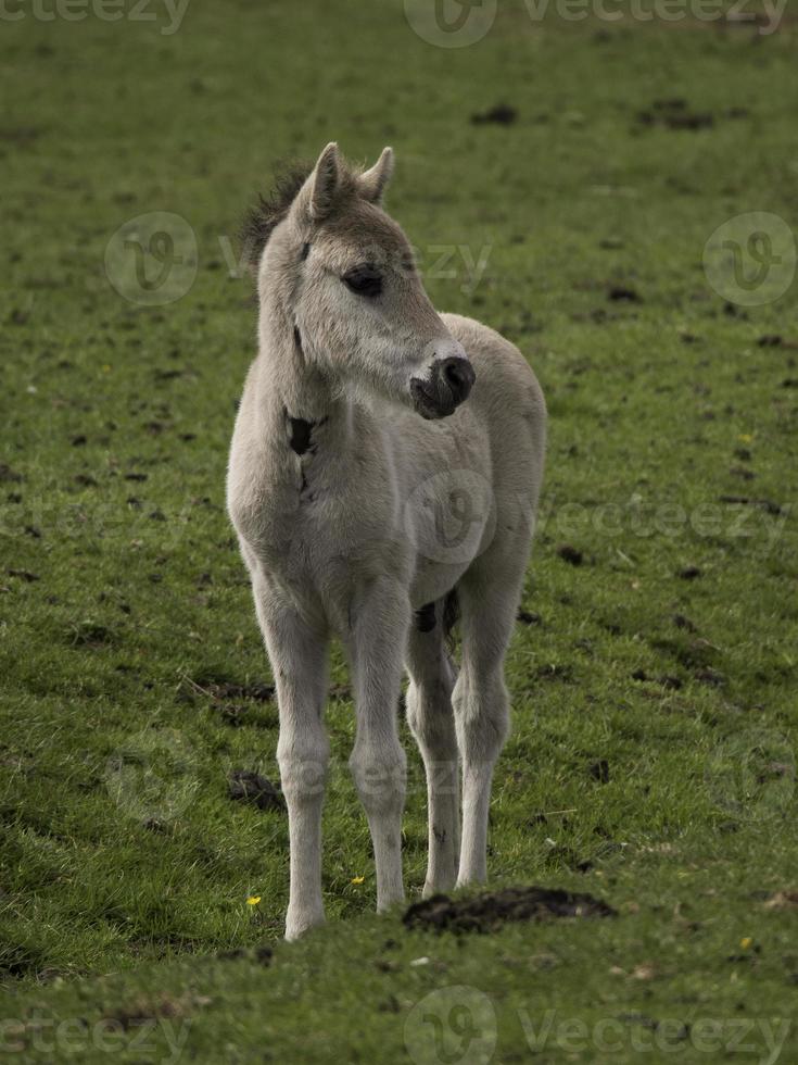 selvaggio puledri nel Germania foto