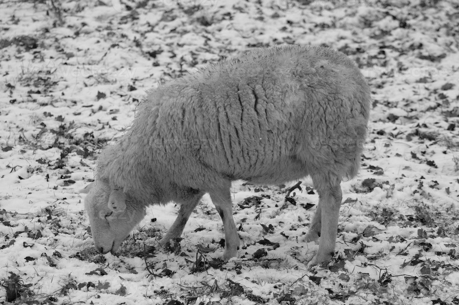 pecore a inverno tempo foto