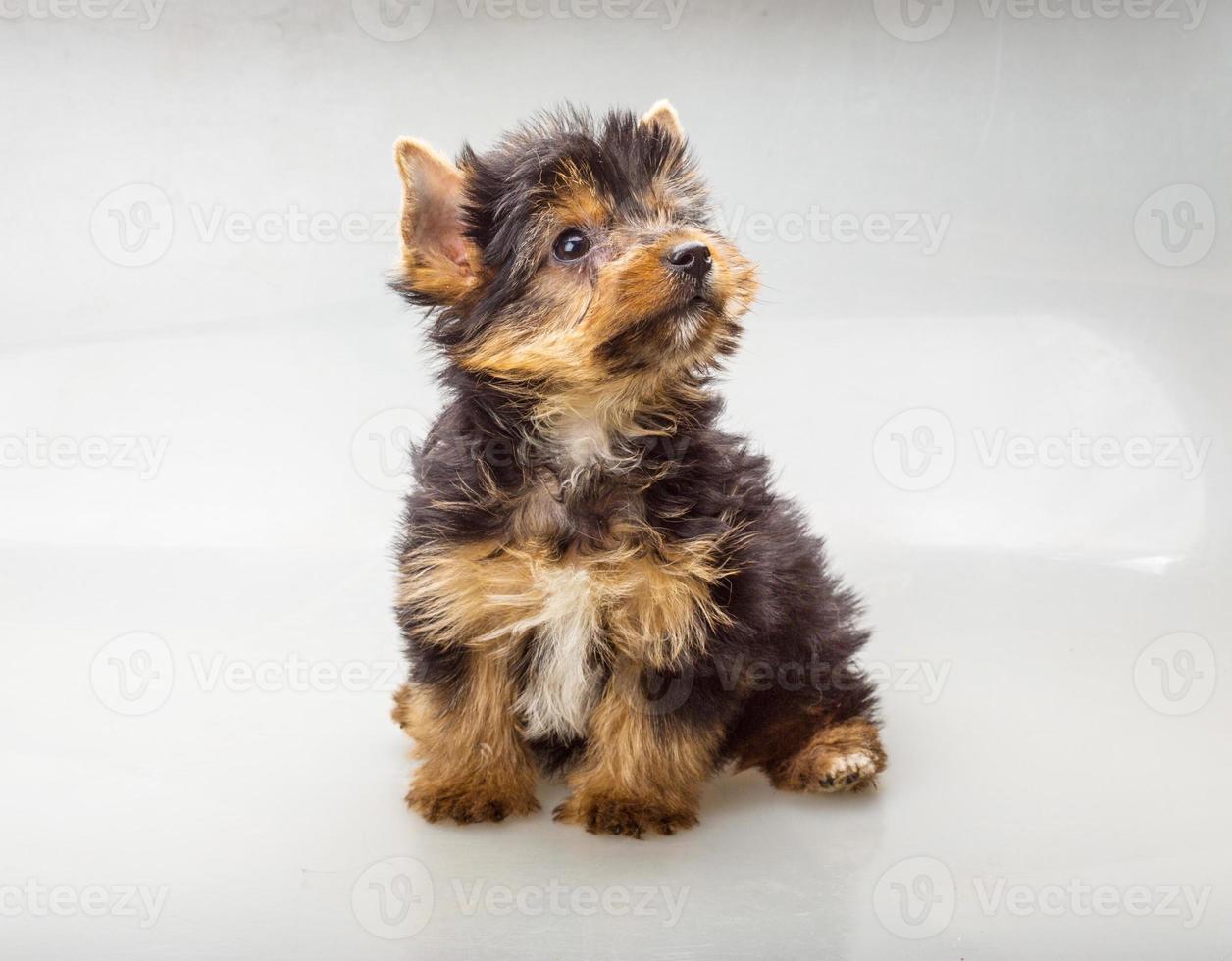 yorkshire terrier su sfondo bianco foto