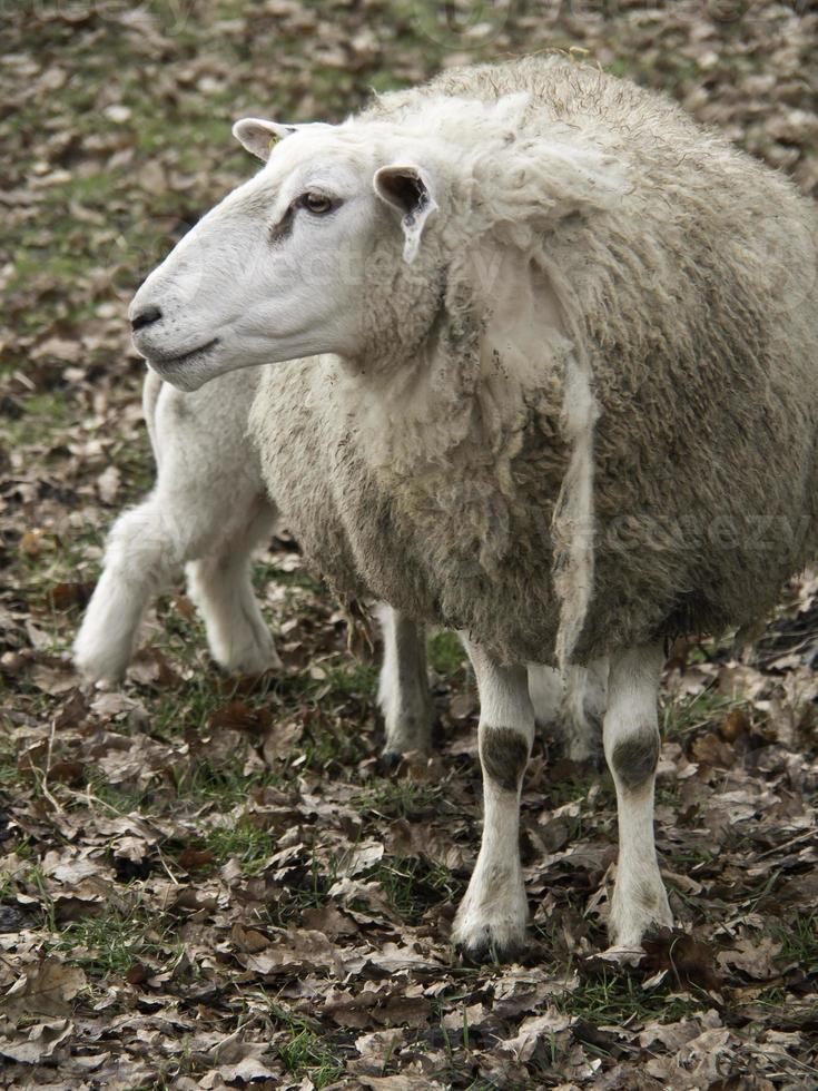 pecore nel westfalia foto