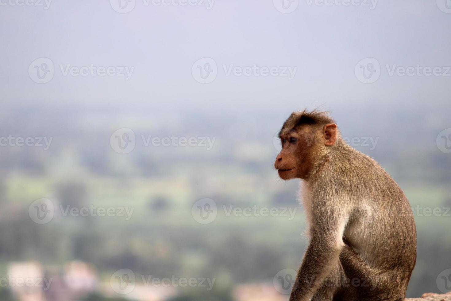 cofano macaco scimmia con copyspace. foto