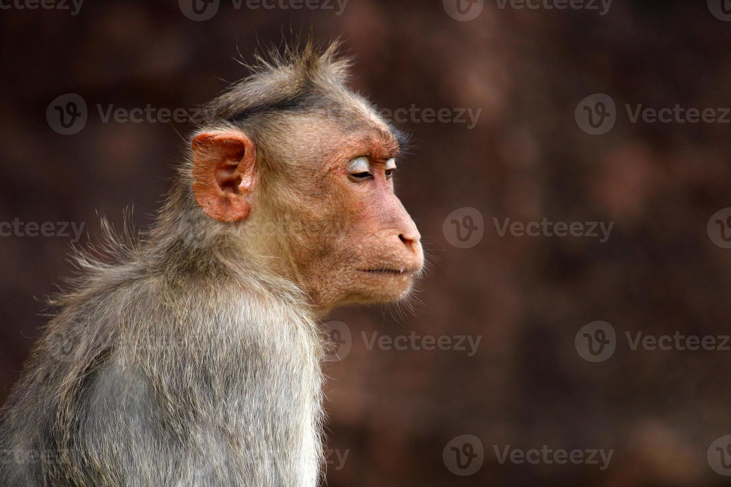 cofano macaco scimmia con copia spazio. foto