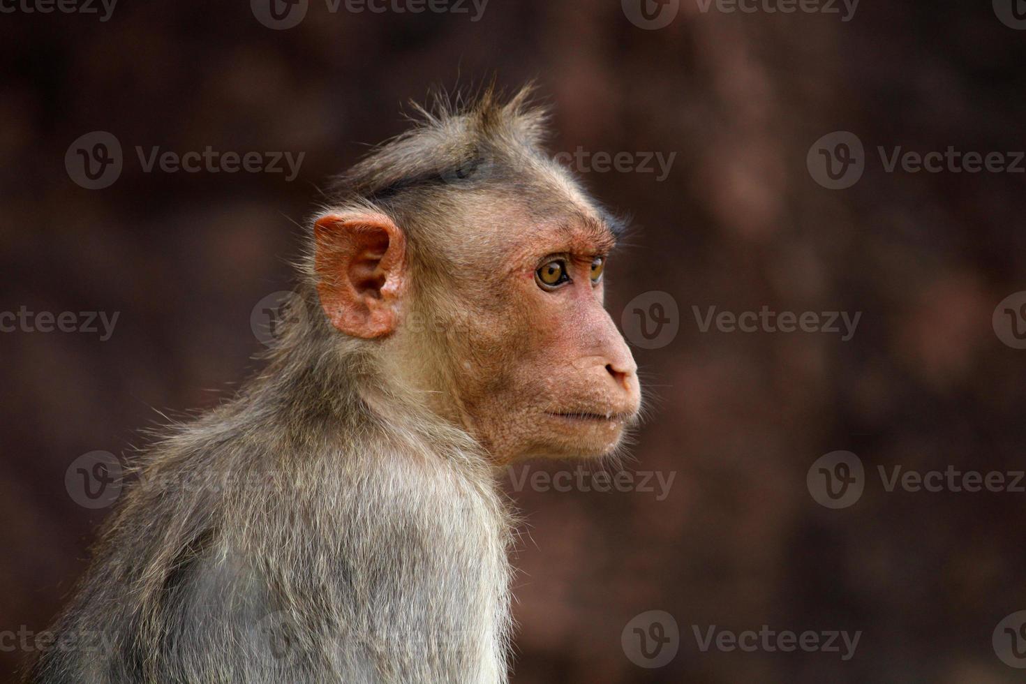 cofano macaco scimmia con copia spazio. foto