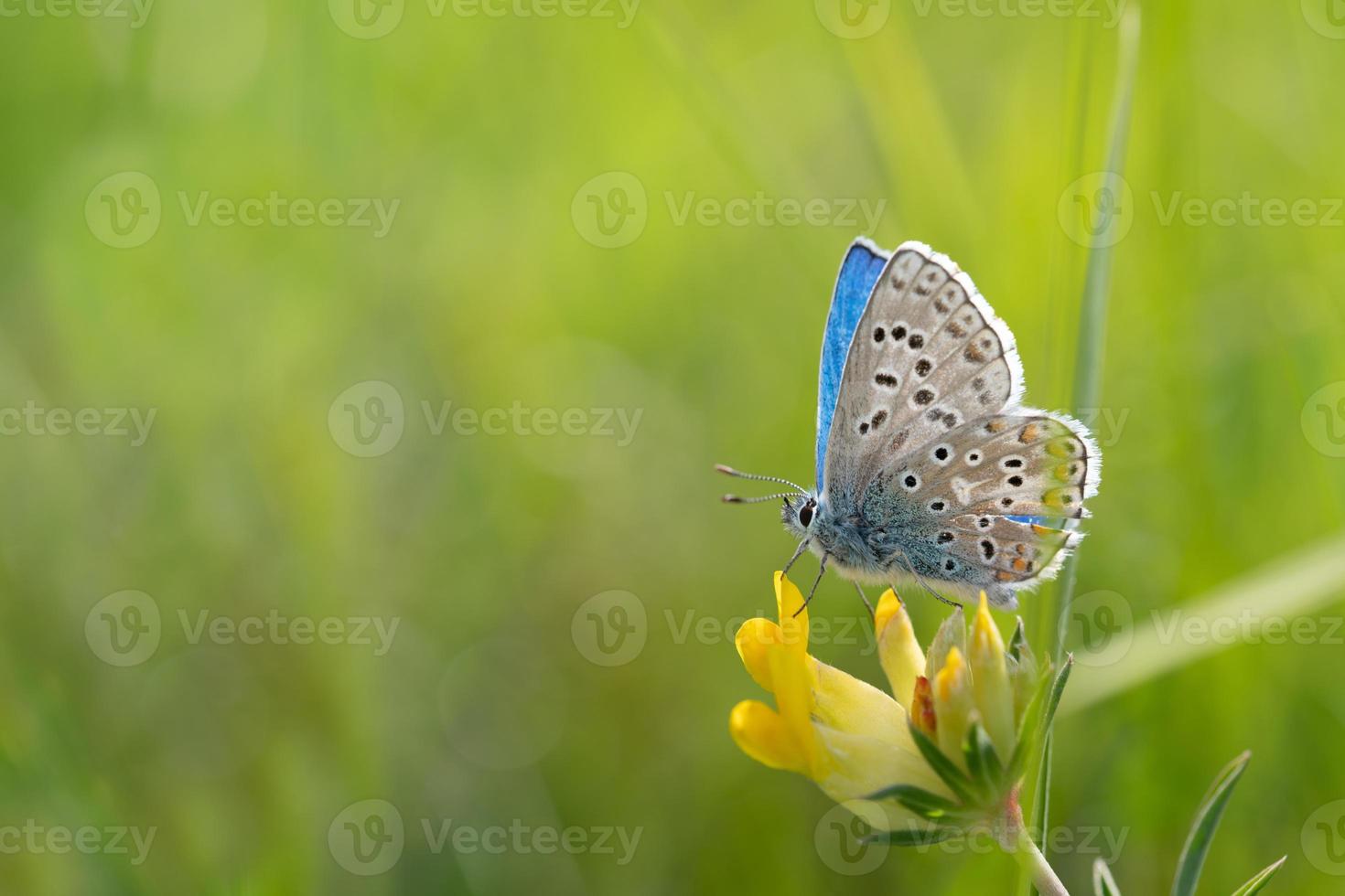 avvicinamento di un' blu farfalla seduta su un' giallo fiore nel natura foto