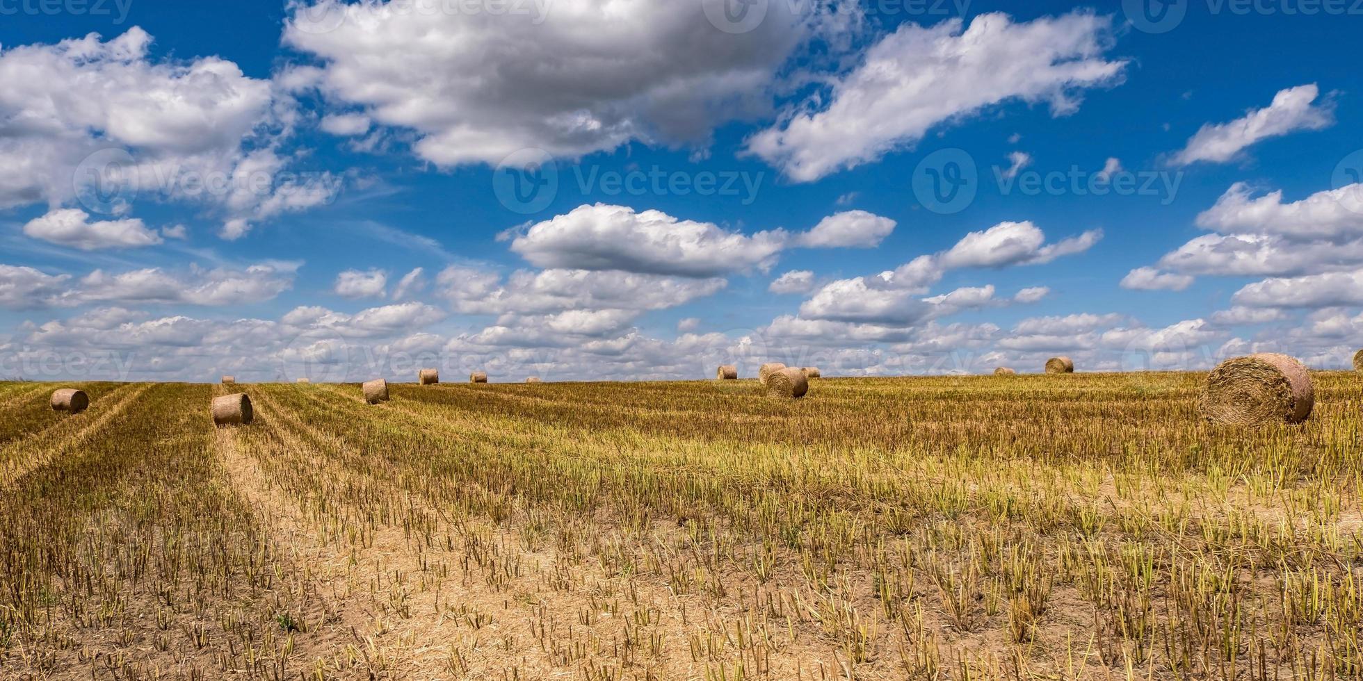 fieno balle sotto nuvoloso cielo su raccolto Grano campo. foto