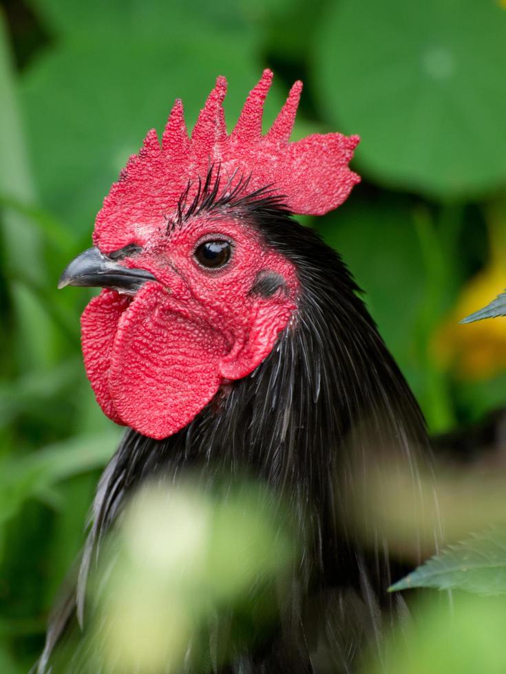 estati fiori nel il giardino foto