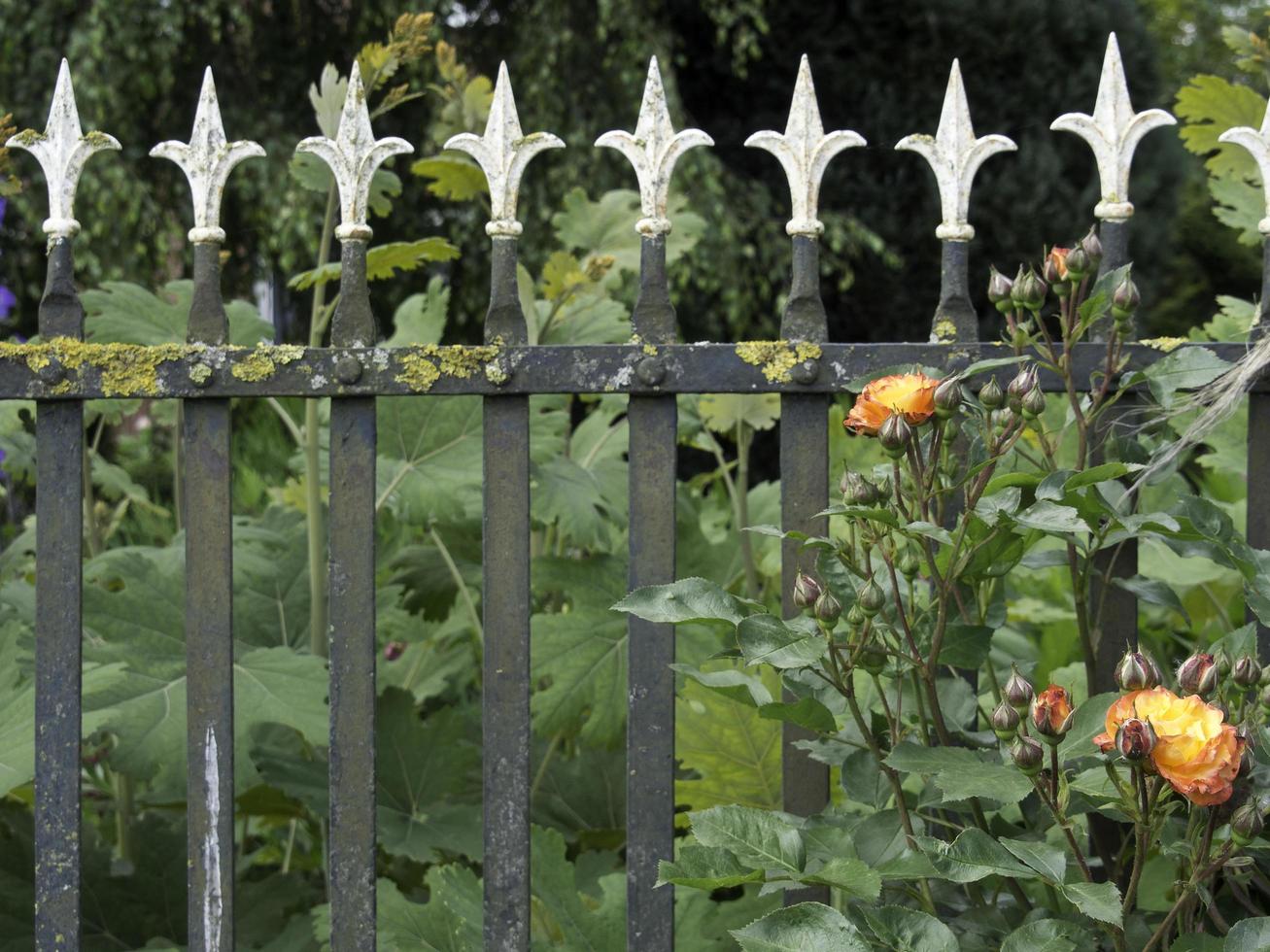 estati fiori nel il giardino foto