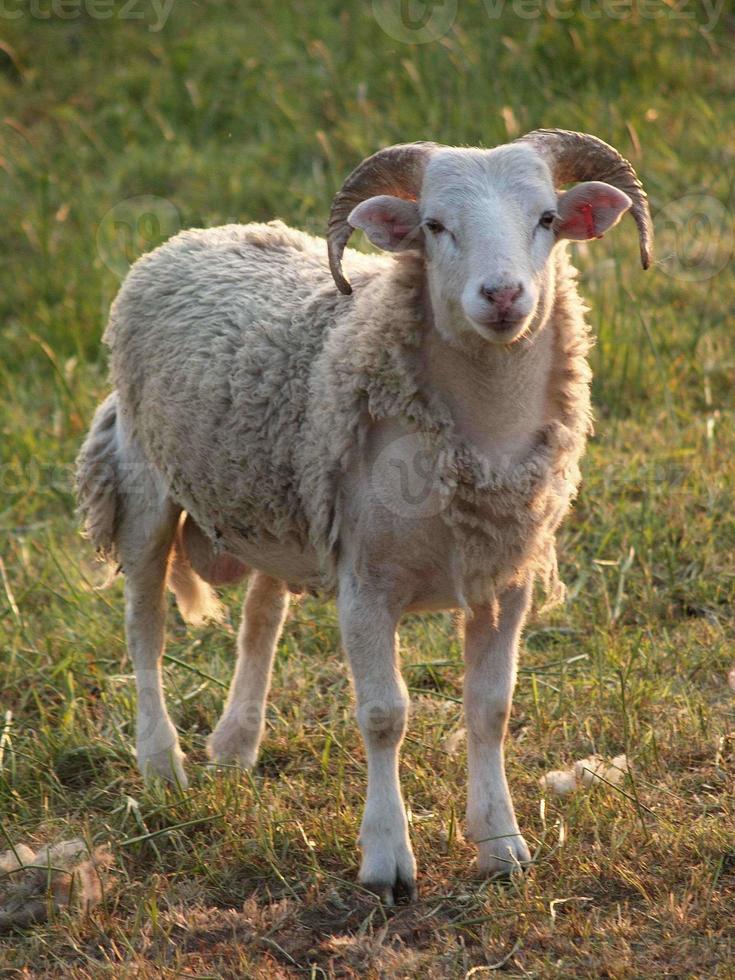 molti pecore nel westfalia foto