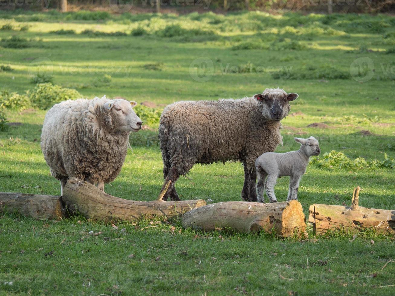 pecore e agnelli foto