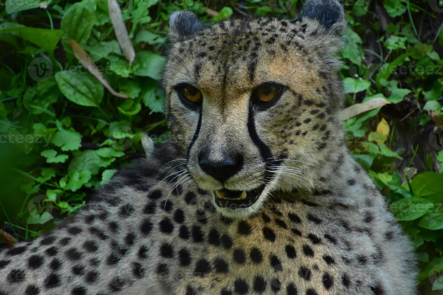 ghepardo con il suo orecchie tirato indietro nel rabbia foto