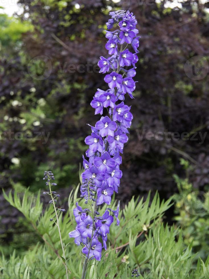 emorragia fiori nel il giardino foto