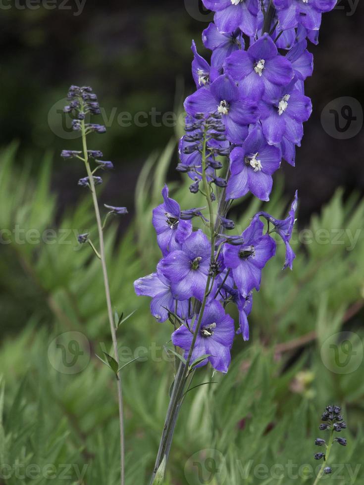 emorragia fiori nel il giardino foto