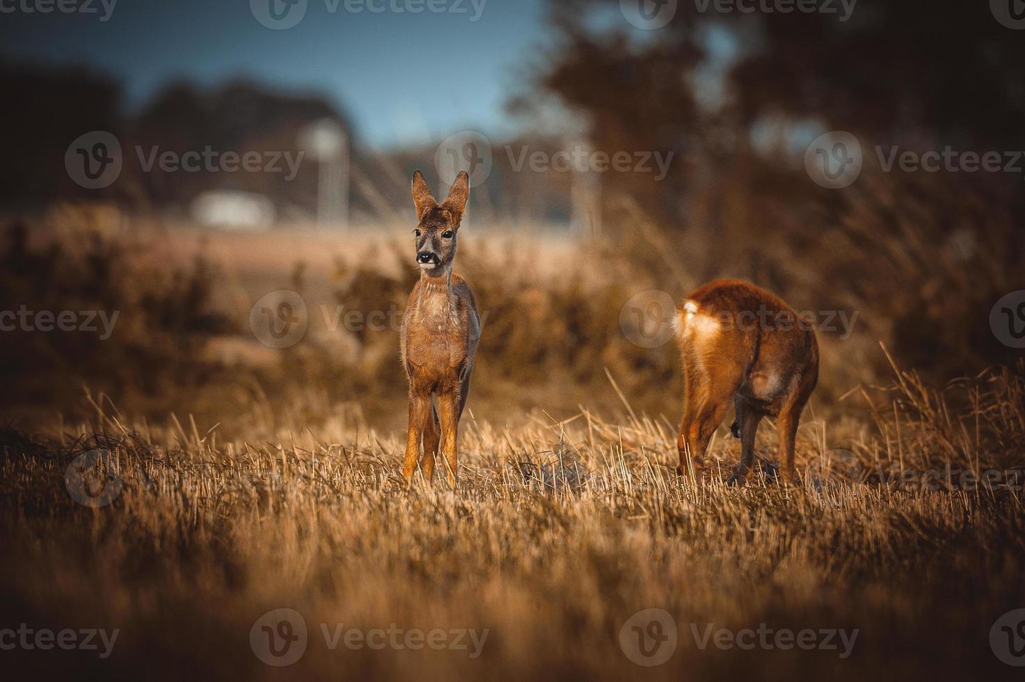 selvaggio capriolo cervo foto