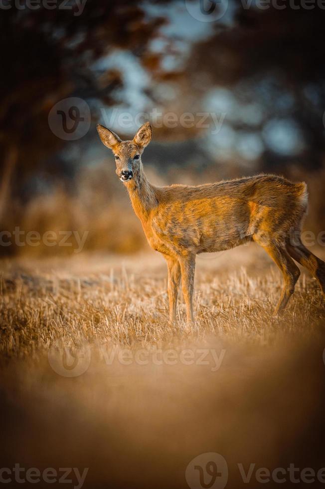 selvaggio capriolo cervo foto