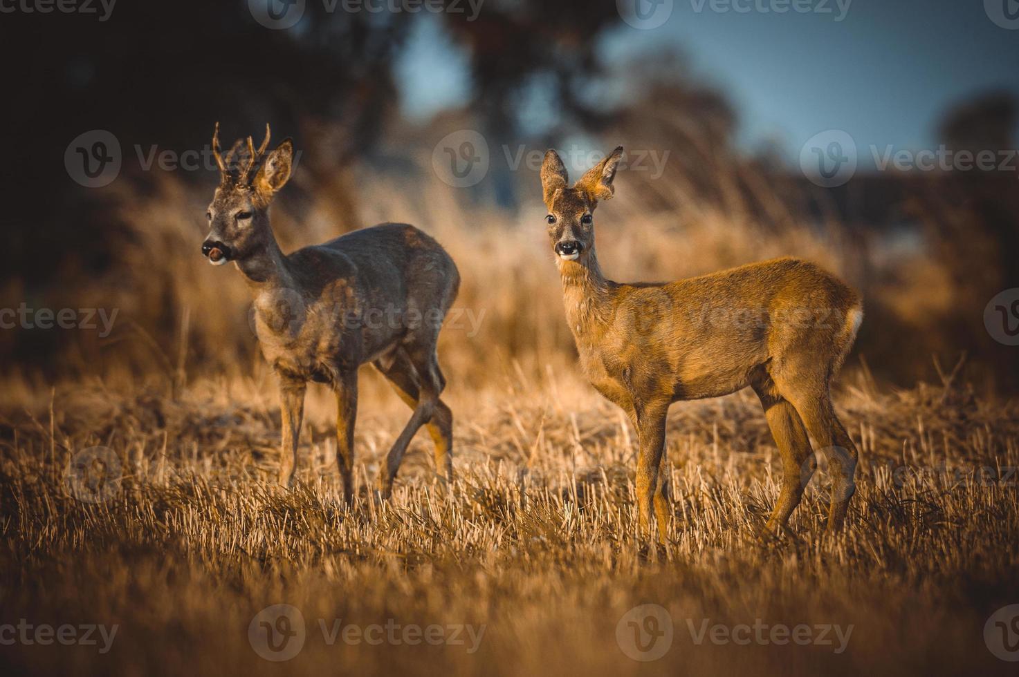 selvaggio capriolo cervo foto