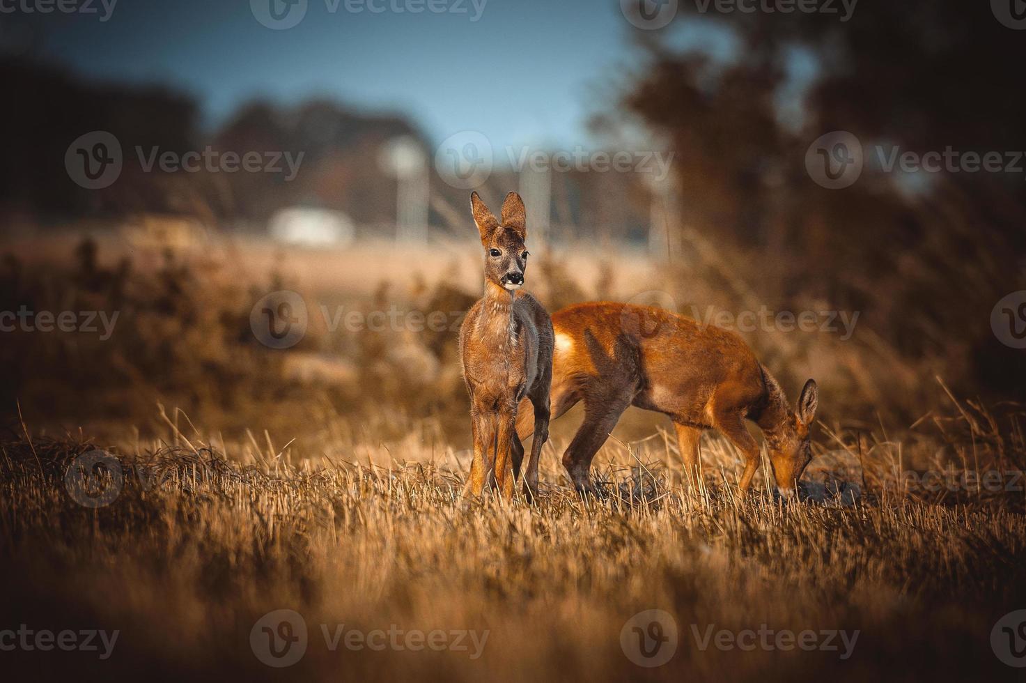 selvaggio capriolo cervo foto