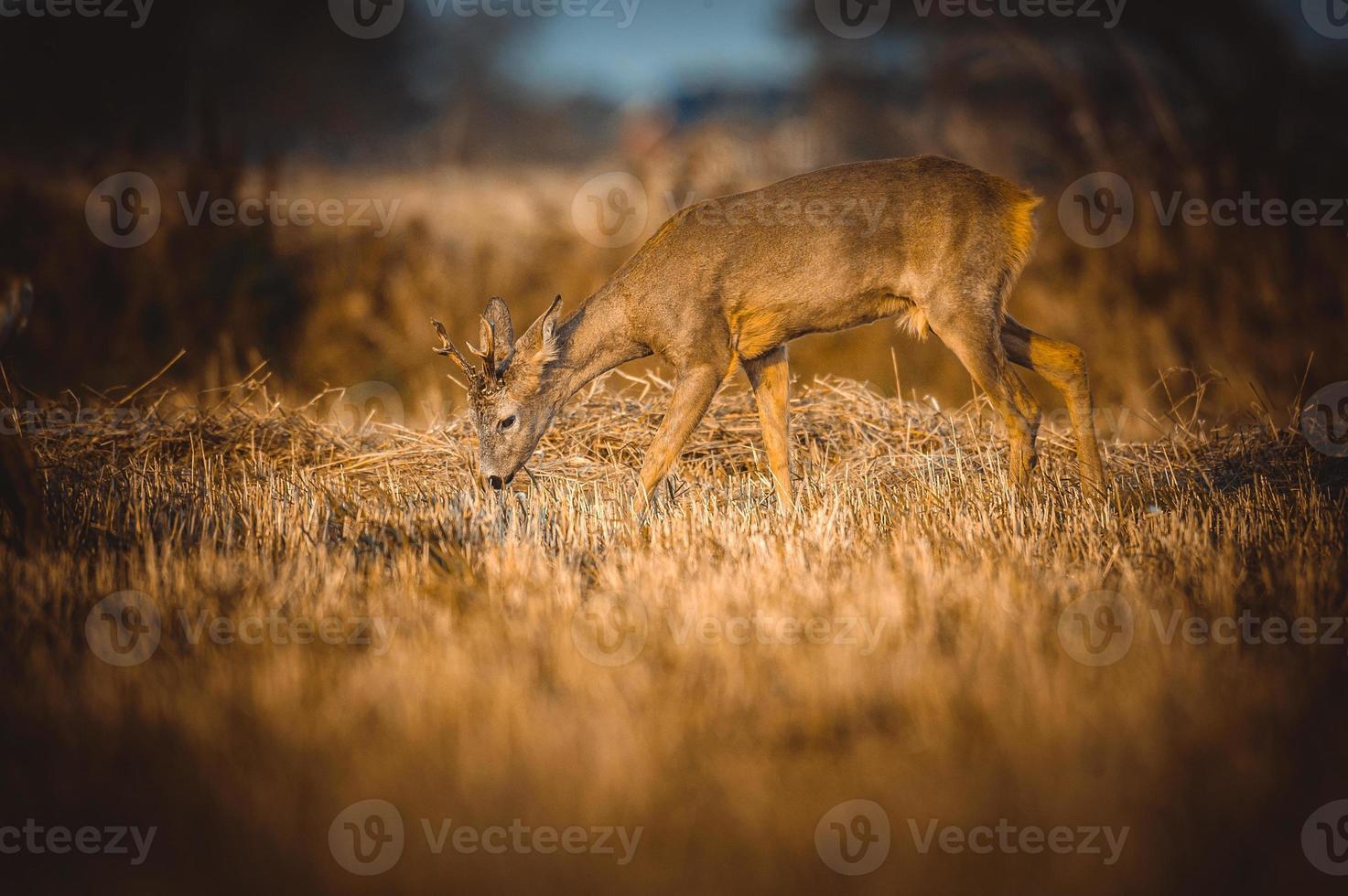 selvaggio capriolo cervo foto