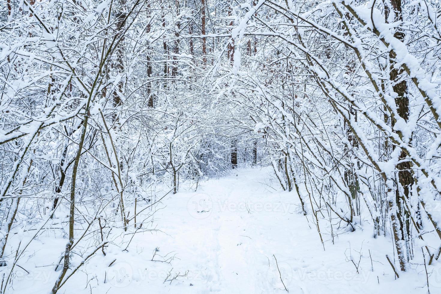 inverno pino alberi foresta coperto con neve. bellissimo inverno panorama a nevicata foto