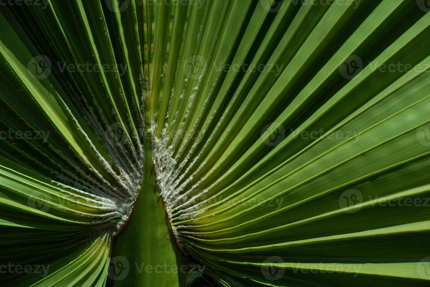 vicino su, dettaglio tiro e sfondo di un' verde fresco palma fronda piegato piace un' fan. foto