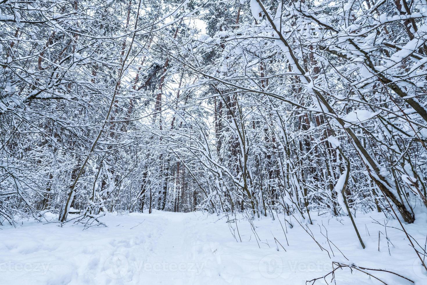 inverno pino alberi foresta coperto con neve. bellissimo inverno panorama a nevicata foto