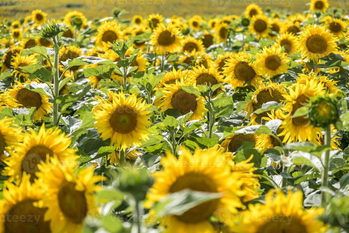 luminosa giallo girasoli nel pieno fioritura giardino foto