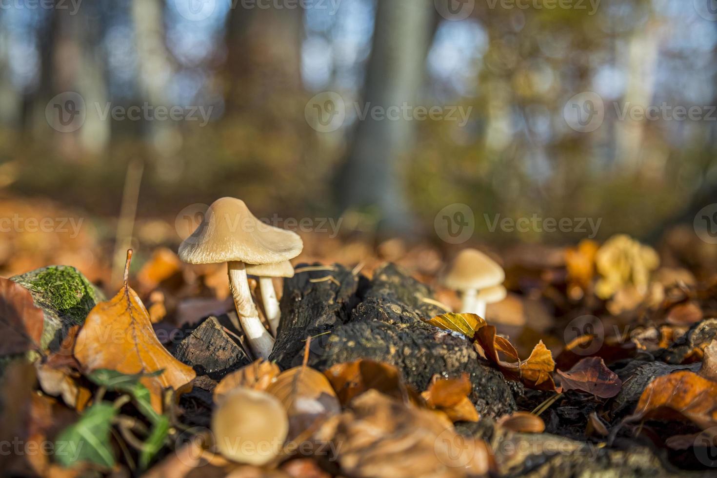 fungo selvatico della foresta nei boschi dell'Austria in autunno. la foto dei funghi con un delizioso bokeh è stata scattata in una calda giornata di settembre.