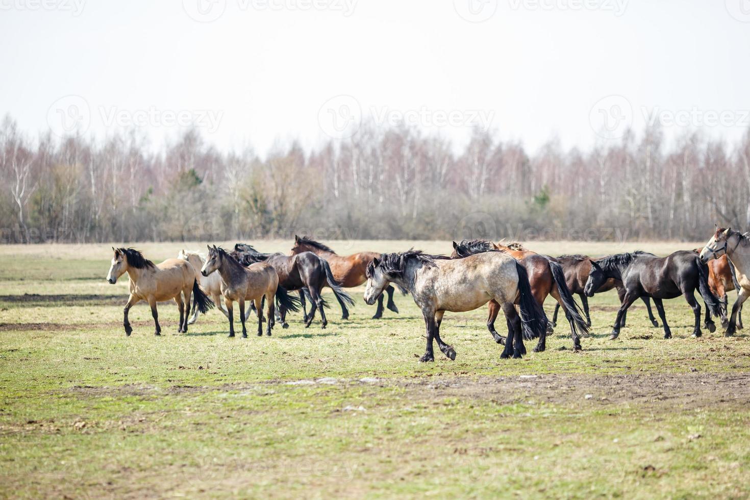 enorme mandria di cavalli nel campo. razza di cavallo da tiro bielorusso. simbolo di libertà e indipendenza foto