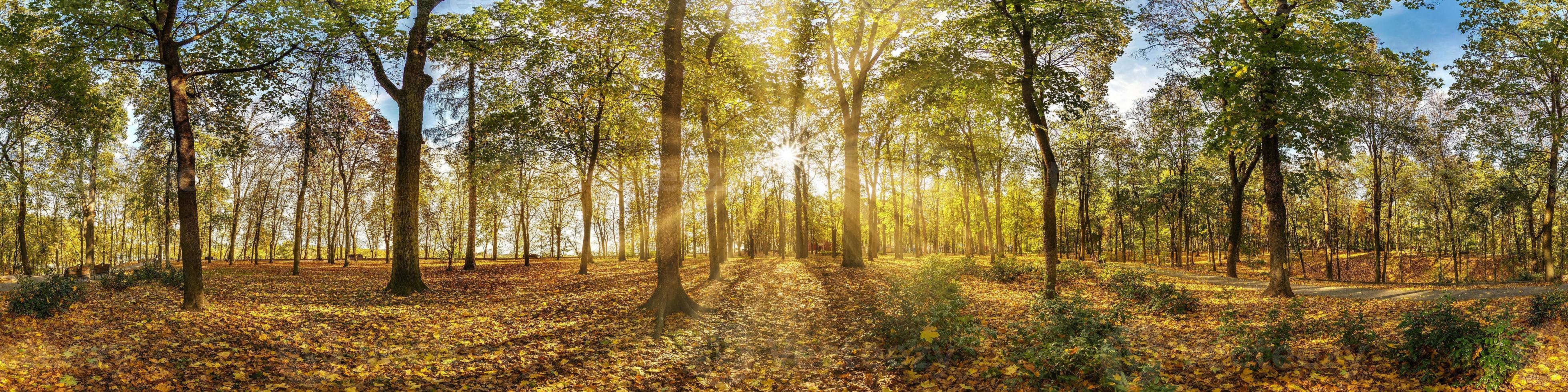 bellissimo autunno foresta o parco hdri panorama con luminosa sole splendente attraverso il alberi. panoramico paesaggio con piacevole caldo luce del sole foto