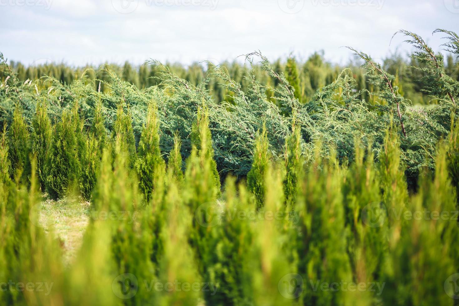 filari di giovani conifere in serra con molte piante in piantagione foto