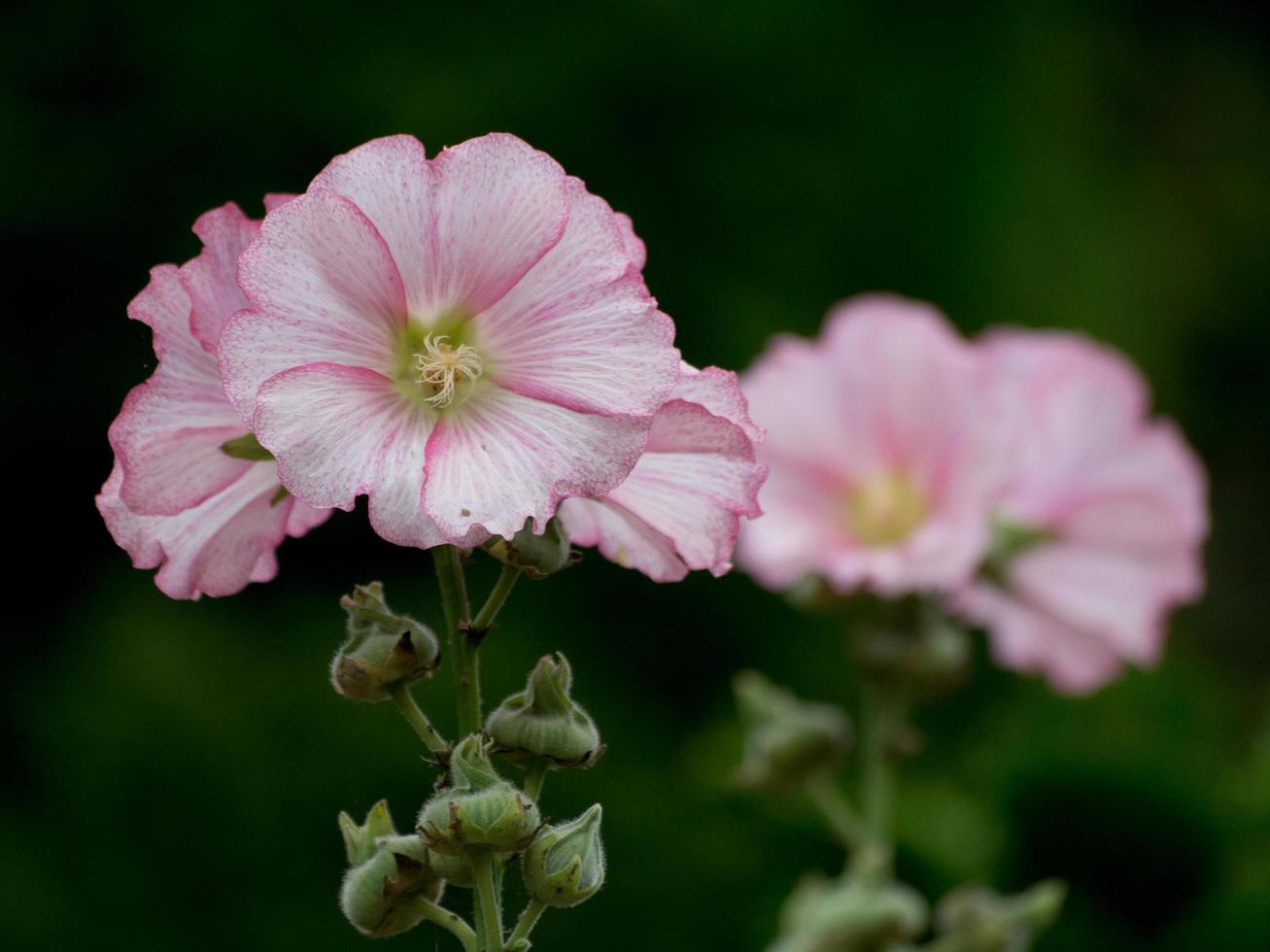 estati fiori nel il giardino foto